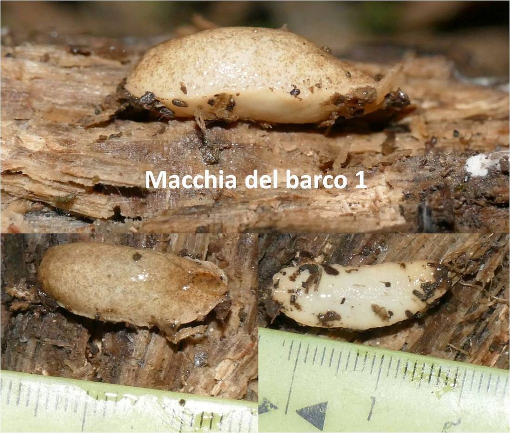 lumache dalla macchia del barco